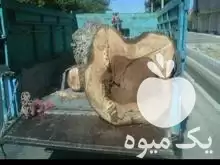 خرید چوب درختان همه نوع چوب در ابهر در گروه خرید و فروش چوب درخت در یکمیوه -عکس1