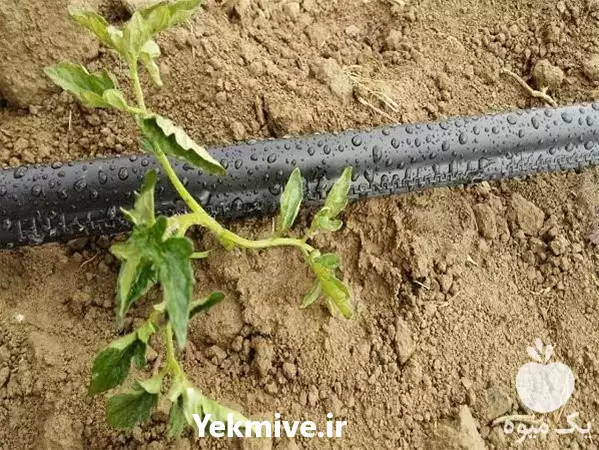 فروش پخش نوار تیپ کشاورزی در مشهد در گروه خرید و فروش نوار تیپ در یکمیوه -عکس1