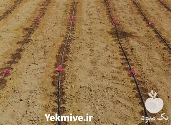 قیمت خرید تولید نوار تیپ قطره در قزوین در گروه خرید و فروش نوار تیپ در یکمیوه -عکس1