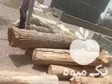 فروش تنه درخت چوب گردو در اردستان در گروه خرید و فروش انواع چوب در یکمیوه -عکس1