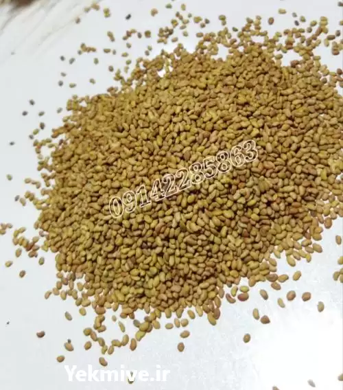 قیمت خرید بذر قره یونجه اصل در ساری در گروه خرید و فروش انواع بذر در یکمیوه -عکس1