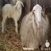 قیمت خرید ثبت سفارش گوسفند آصف در اصفهان در گروه گاو و گوسفند و میش و بز کهره گوساله در یکمیوه