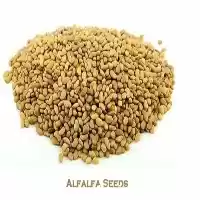 فروش ویژه بذر یونجه همدانی پایه در تهران در گروه خرید و فروش بذر یونجه در یکمیوه