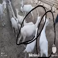 قیمت خرید بز و بزغاله سانن در اصفهان در گروه گاو و گوسفند و میش و بز کهره گوساله در یکمیوه