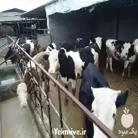 فروش گوساله سیمینتال در گروه گاو و گوسفند و میش و بز کهره گوساله در یکمیوه