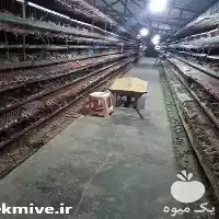 قیمت خرید تولید تخم و گوشت در همدان در گروه انواع تخم ها در یکمیوه