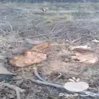 خرید و برش و هرس انواع در قزوین در گروه هرس کاری در یکمیوه