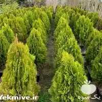 فروش نهال کامیس و پاریس در ساری در گروه خرید و فروش گیاهان زینتی در یکمیوه