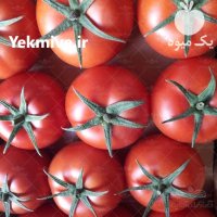 فروش بذر گوجه فرنگی گلخانه ای در بجنورد در گروه خرید و فروش بذر گوجه در یکمیوه