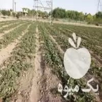 قیمت خرید نشا توت فرنگی نژاد در نظرآباد در گروه خرید و فروش نشا در یکمیوه