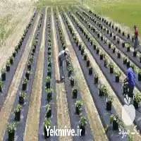 عرضه پلاستیک گلخانه در انواع متنوع در اصفهان در گروه سازنده در یکمیوه