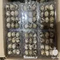 خرید تخم بلدرچین در گروه انواع تخم ها در یکمیوه