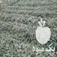 قیمت خرید نهال توت فرنگی کاماروس در خان ببین در گروه خرید و فروش نهال توت در یکمیوه