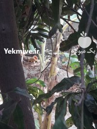 نیازمند سرمایه گذار خرما جیرفت در همدان در گروه نیازمند سرمایه محصولات کشاورزی در یکمیوه