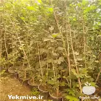 فروش نهال چنار اصفهان نایلکسی در گروه خرید و فروش نهال چنار در یکمیوه