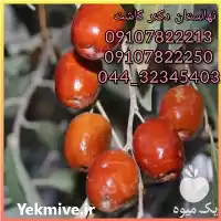 فروش عمده نهال سنجد محلی در گروه خرید و فروش نهال در یکمیوه