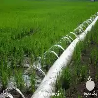 قیمت خرید عرضه نایلون آبیاری جهت در گروه خرید و فروش بسته بندی نایلونی در یکمیوه