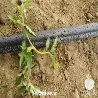 فروش پخش نوار تیپ کشاورزی در مشهد در گروه خرید و فروش نوار تیپ در یکمیوه