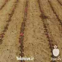 قیمت خرید تولید نوار تیپ قطره در قزوین در گروه خرید و فروش نوار تیپ در یکمیوه