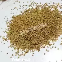 قیمت خرید بذر قره یونجه اصل در ساری در گروه خرید و فروش انواع بذر در یکمیوه