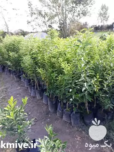 قیمت خرید درخت کامکوات خوراکی تزییناتی در ساری در گروه خرید و فروش گیاهان زینتی در یکمیوه -عکس1