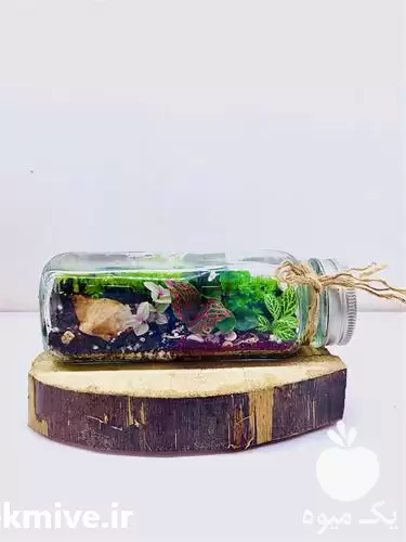 فروش انواع تراریوم های زیبا در قزوین در گروه خرید و فروش گیاهان زینتی در یکمیوه -عکس1