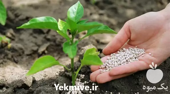 قیمت خرید کود ارگانیک در تهران در گروه خرید و فروش کود کمپوست در یکمیوه -عکس1