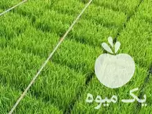 فروش تیم نشا امرولهی در گتاب در گروه خرید و فروش نشا در یکمیوه -عکس1