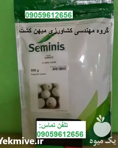 بذر پیاز سفید سایروس در گروه خرید و فروش بذر پیاز در یکمیوه -عکس1