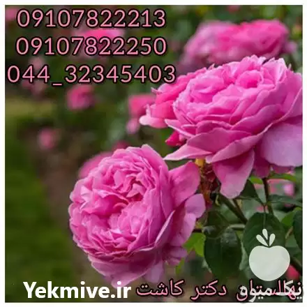 فروش عمده نهال بی ثمر گل در ارومیه در گروه خرید و فروش نهال در یکمیوه -عکس1