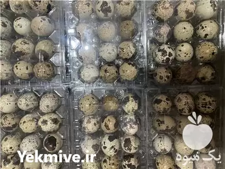 فروش تخم بلدرچین در تهران در گروه انواع تخم ها در یکمیوه -عکس1