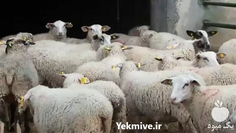 قوچ فروش قوچ در اصفهان در گروه گاو و گوسفند و میش و بز کهره گوساله در یکمیوه -عکس1