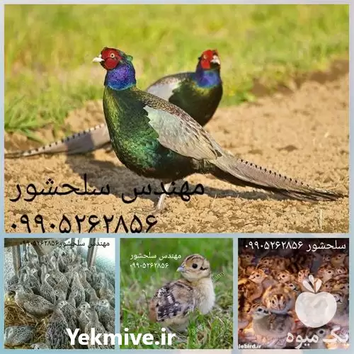 فروش جوجه قرقاول در بوشهر در گروه مرغ و خروس و بوقلمون و اردک قو قاز در یکمیوه -عکس1