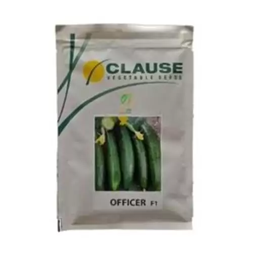 فروش بذر خیار افیسر با صرفه در گروه خرید و فروش بذر خیار در یکمیوه -عکس1