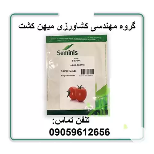 بذر گوجه فرنگی بدرو در شیراز در گروه خرید و فروش بذر گوجه در یکمیوه -عکس1