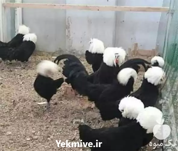 فروش تخم نطفه دار لهستانی در اصفهان در گروه انواع تخم ها در یکمیوه -عکس1