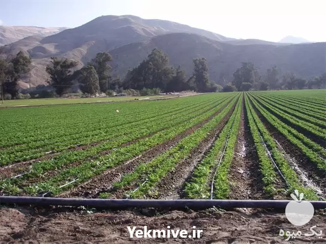 قیمت خرید عرضه نوار های آبیاری در کرج در گروه خرید و فروش دستگاه آبیاری در یکمیوه -عکس1