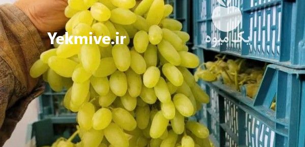 قیمت خرید میوه درجه یک در گروه خرید و فروش شلیل در یکمیوه -عکس1