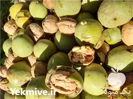 خرید فروش گردو خراسان شمالی کاغذی در بجنورد در گروه خرید و فروش گردو در یکمیوه -عکس1