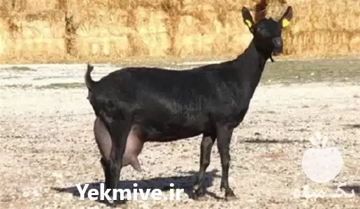 قیمت خرید بز مورسیا در اصفهان در گروه گاو و گوسفند و میش و بز کهره گوساله در یکمیوه -عکس1