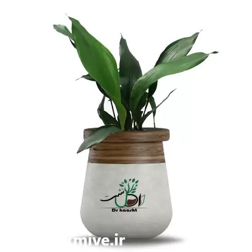 فروش عمده گیاه برگ عبایی در اصفهان در گروه خرید و فروش گیاهان زینتی در یکمیوه -عکس1