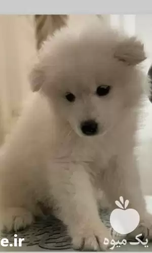 قیمت خرید توله دو ماهه سگ در گروه سگ و گربه در یکمیوه -عکس1