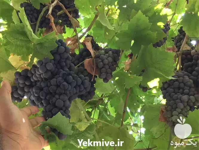 فروش نهال انگور در مشهد در گروه خرید و فروش نهال انگور در یکمیوه -عکس1