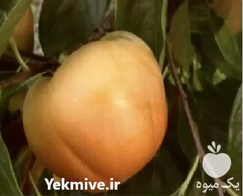 تولید کننده و فروش نهال خرمالو در گروه خرید و فروش نهال خرمالو در یکمیوه -عکس1