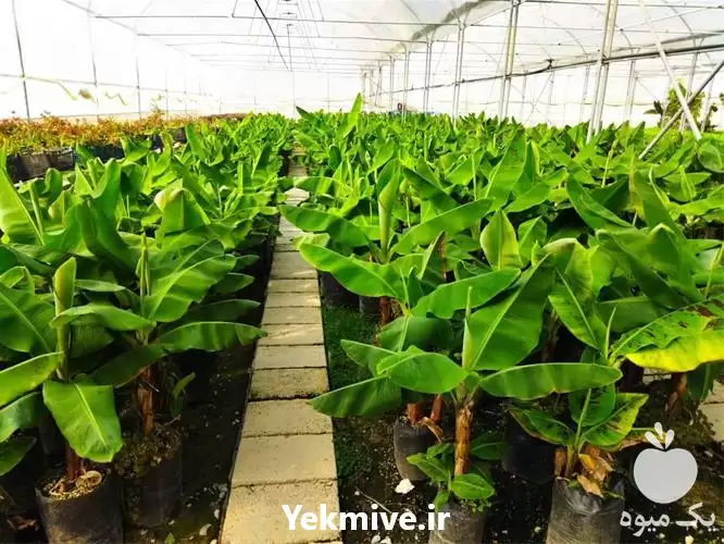 قیمت خرید نهال موز در رشت در گروه خرید و فروش نهال موز در یکمیوه -عکس1