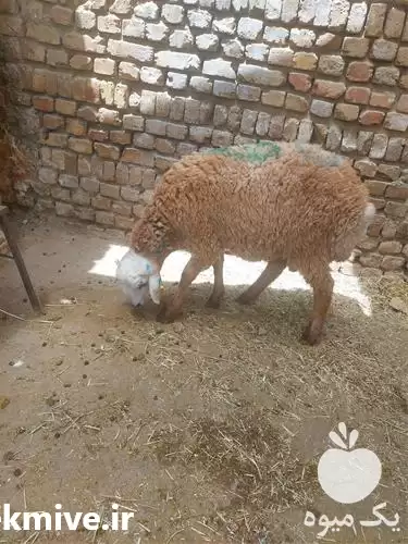 قیمت خرید گوسفند زنده دام مدرن در کرج در گروه گاو و گوسفند و میش و بز کهره گوساله در یکمیوه -عکس1