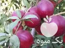 قیمت خرید اجاره باغ شلیل رو در ارومیه در گروه اجاره باغ میوه در یکمیوه -عکس1