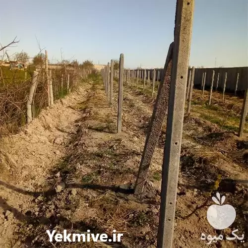 قیمت خرید پایه بتنی انگور در قزوین در گروه خرید و فروش داربست انگور در یکمیوه -عکس1