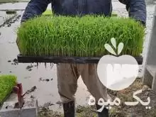 قیمت خرید بانک نشا طارم بینام در کیاکلا در گروه خرید و فروش نشا در یکمیوه -عکس1