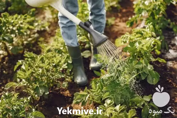 خدمات باغبانی در گروه خدمات باغبانی در یکمیوه -عکس1